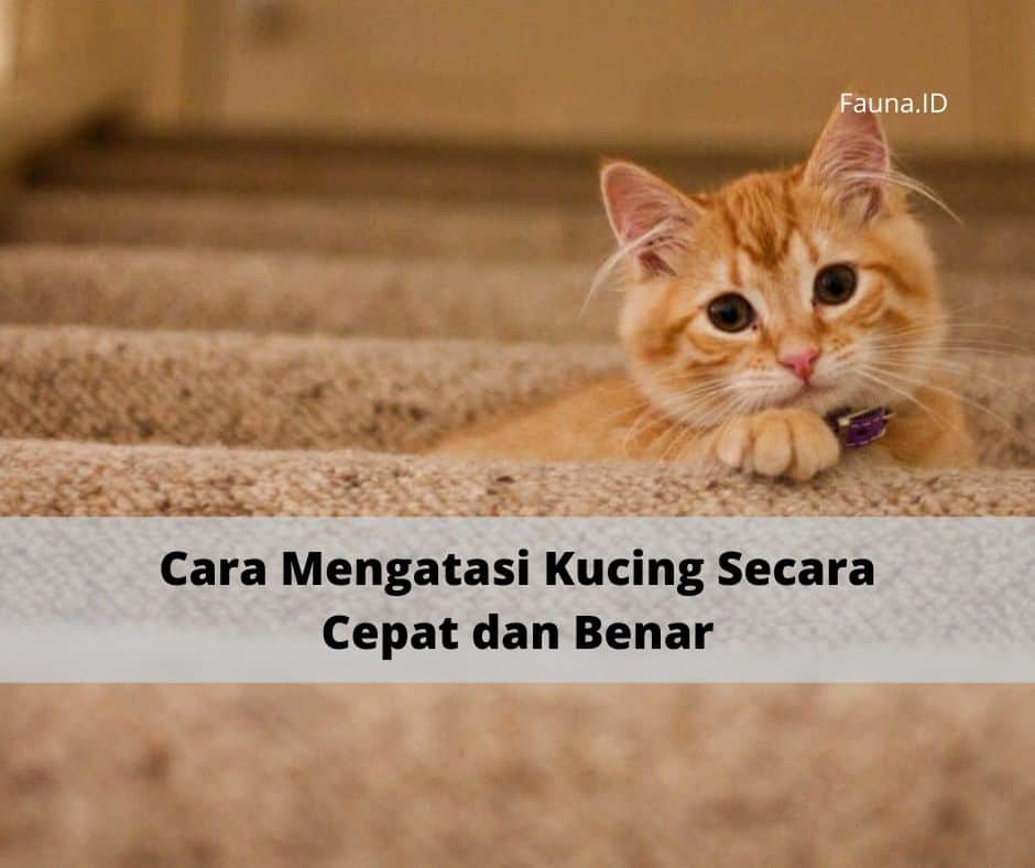 Cara Mengatasi Kucing Secara Cepat dan Benar (1)
