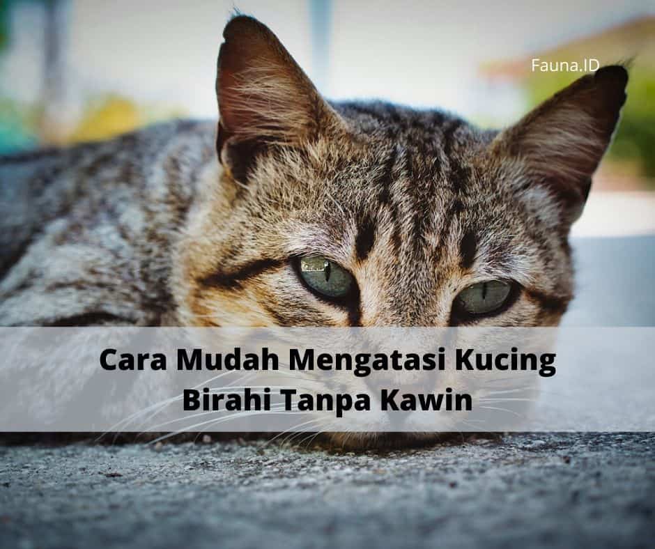 Cara Mudah Mengatasi Kucing Birahi Tanpa Kawin
